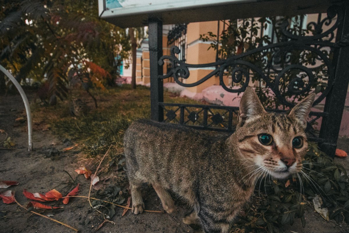 На территории Могилянки рады всем, кто стремится за знаниями На территории Могилянки рады всем, кто стремится за знаниями