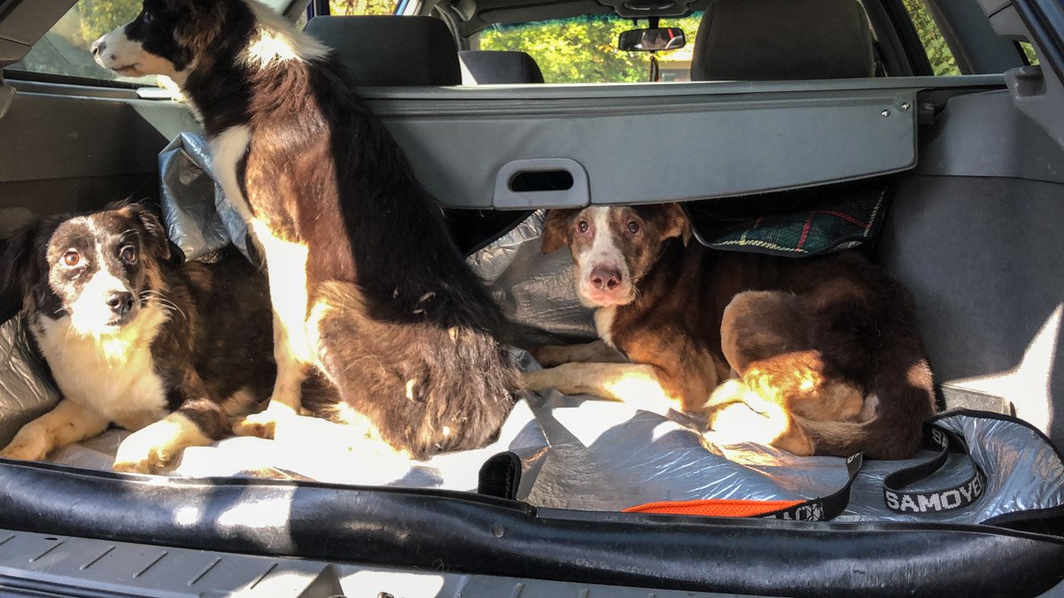 Собак забрали из квартиры и доставили в ветеринарную клинику для обследования