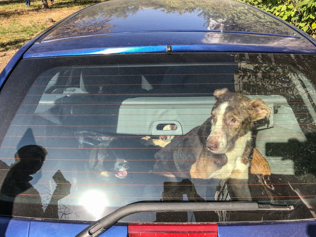 Надеемся, что четырехлапые найдут себе новый дом