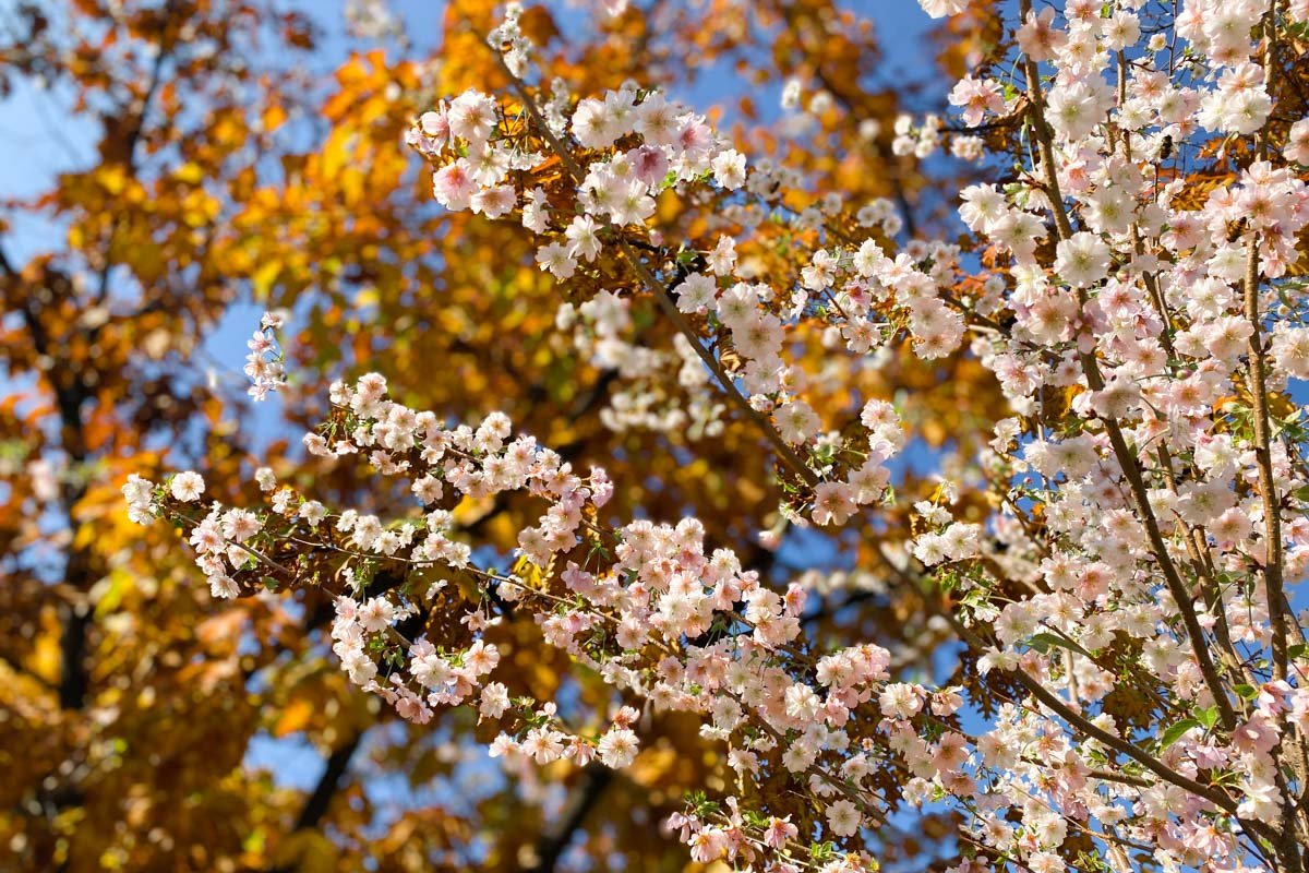 В Киеве неожиданно расцвели сакуры