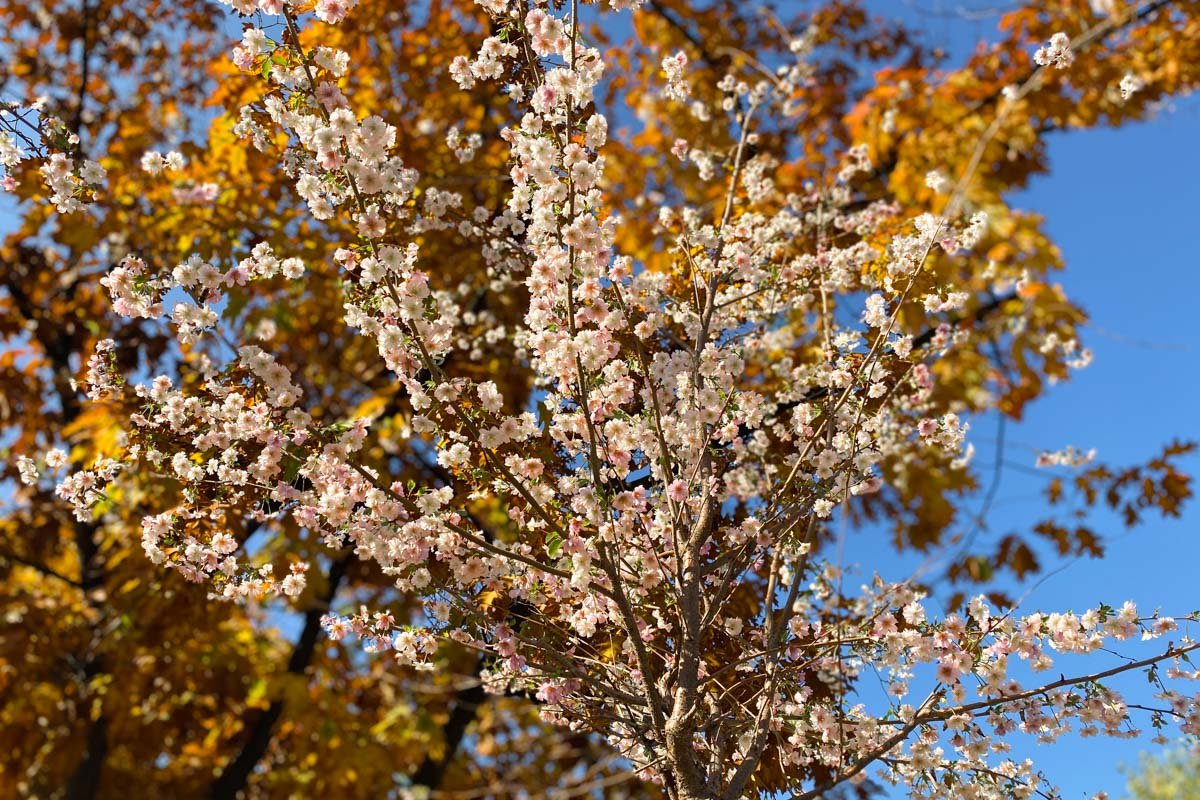 Нежные деревья на Бульваре Верховного Совета