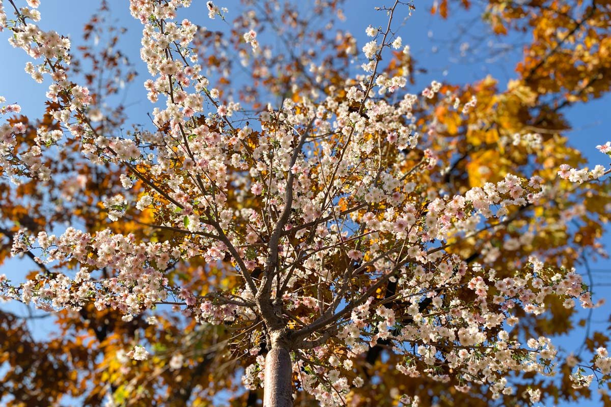 Пробуждение весенней сакуры среди осени