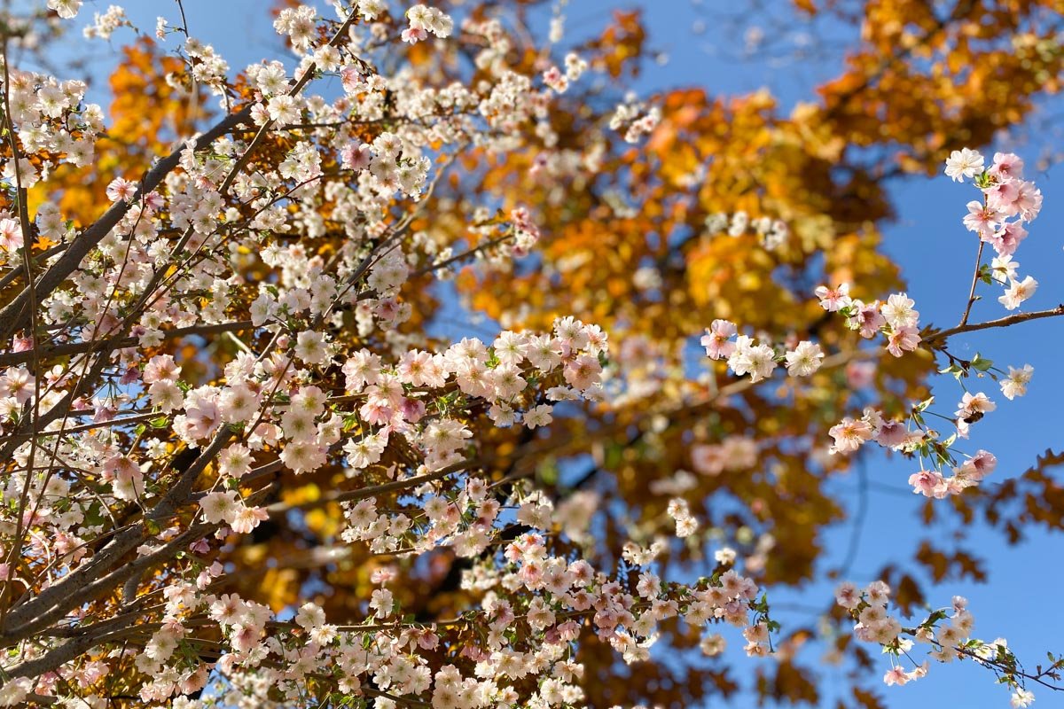 Всем ценителям красоты посвящается