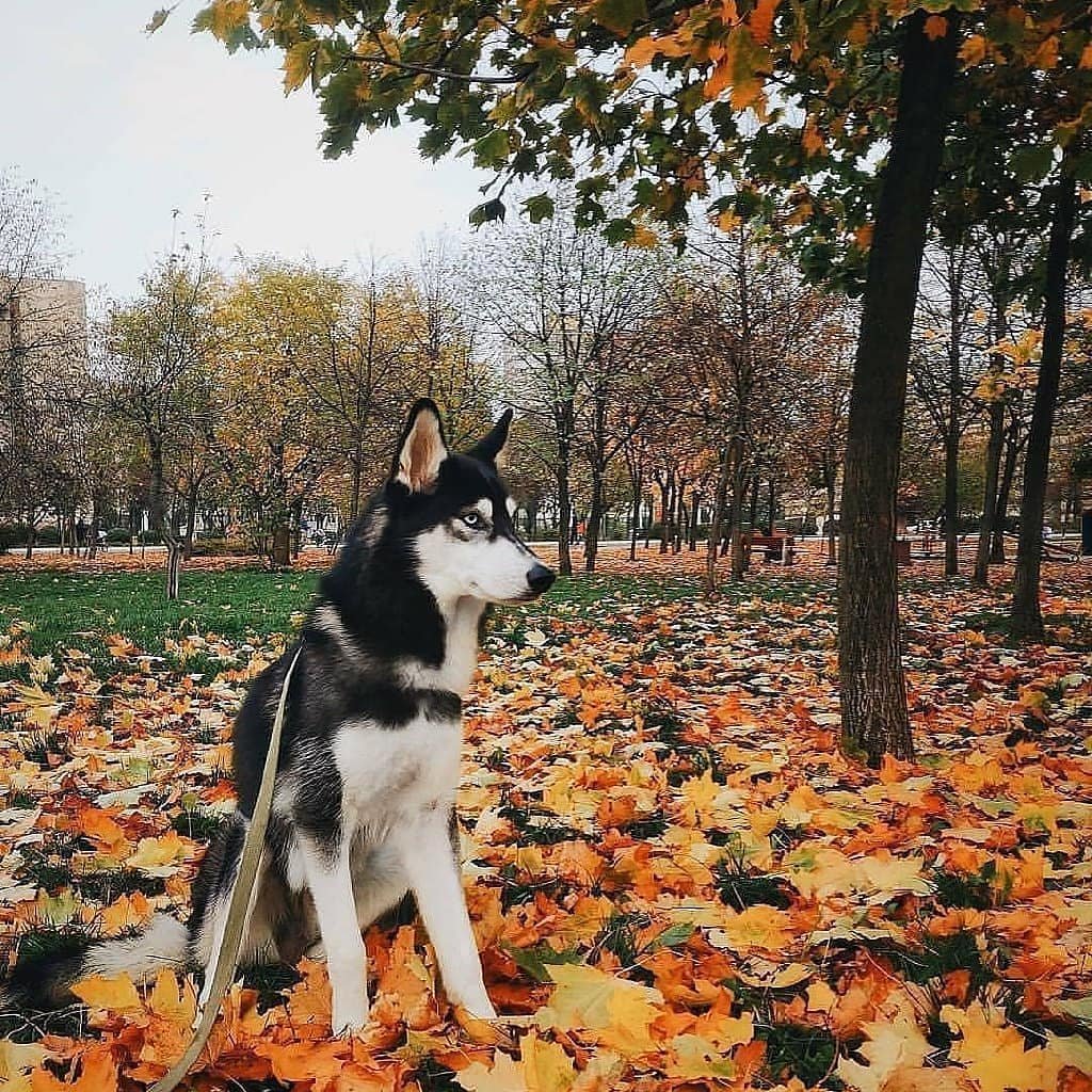 А еще осенью особенно здорово фотографироваться в парке. @kyiv_vlog показывает, что это понимают не только люди А еще осенью особенно здорово фотографироваться в парке. @kyiv_vlog показывает, что это понимают не только люди