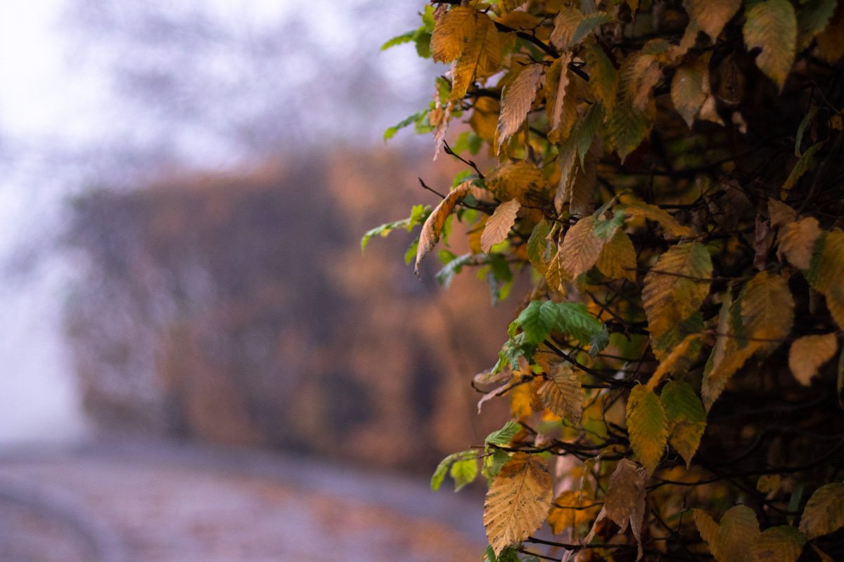 Последние зеленые цвета в этом году 