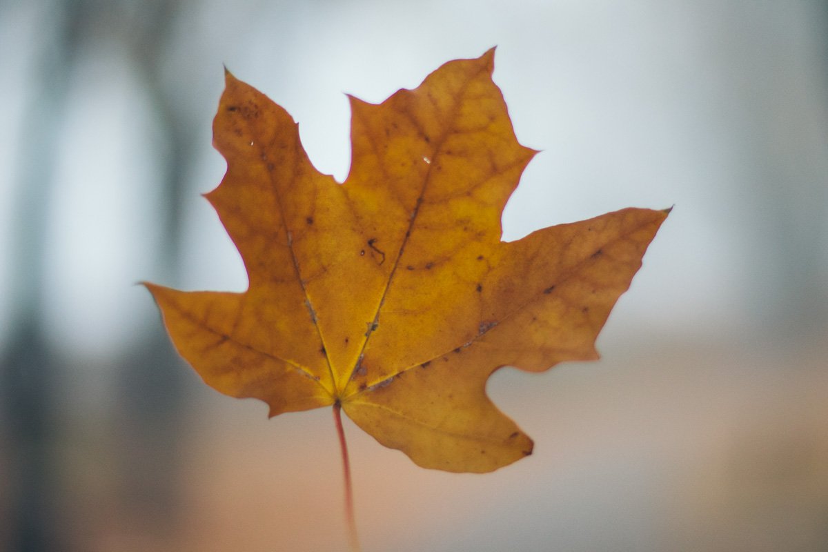 Самый популярный партнер для совместного фото с девушками 