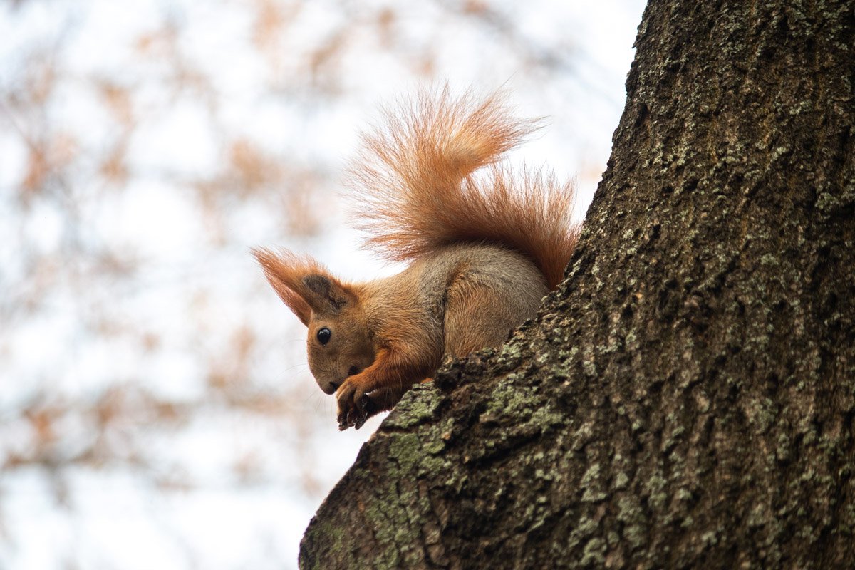 Во время прогулки вы можете встретить представителей грызунов,а именно шустрых белок