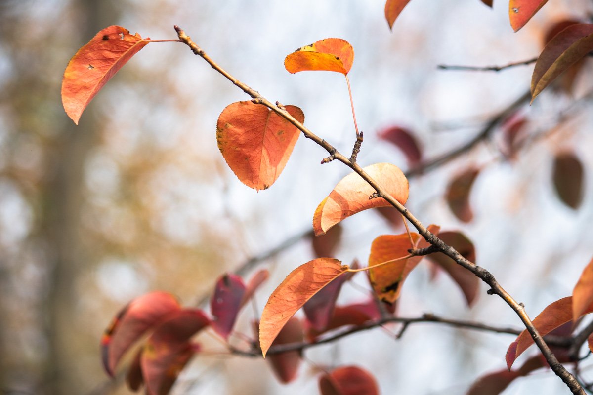 Это место богато различными деревьями и цветами, а осень дарит им золотисто-бордовые оттенки, что делает эту местность незабываемой для прогулки