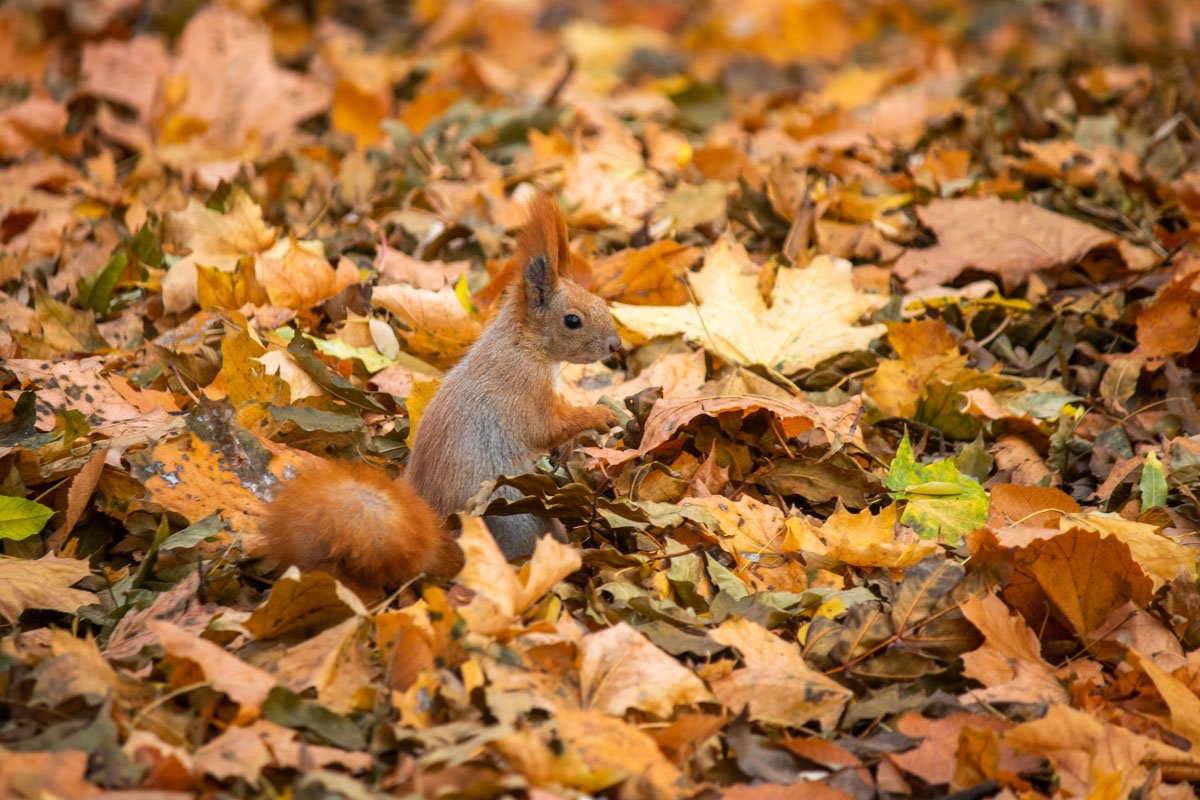 Это очень милое и романтичное место для свидания, по крайней мере, прекрасный пол точно не забудет встречу с белочками