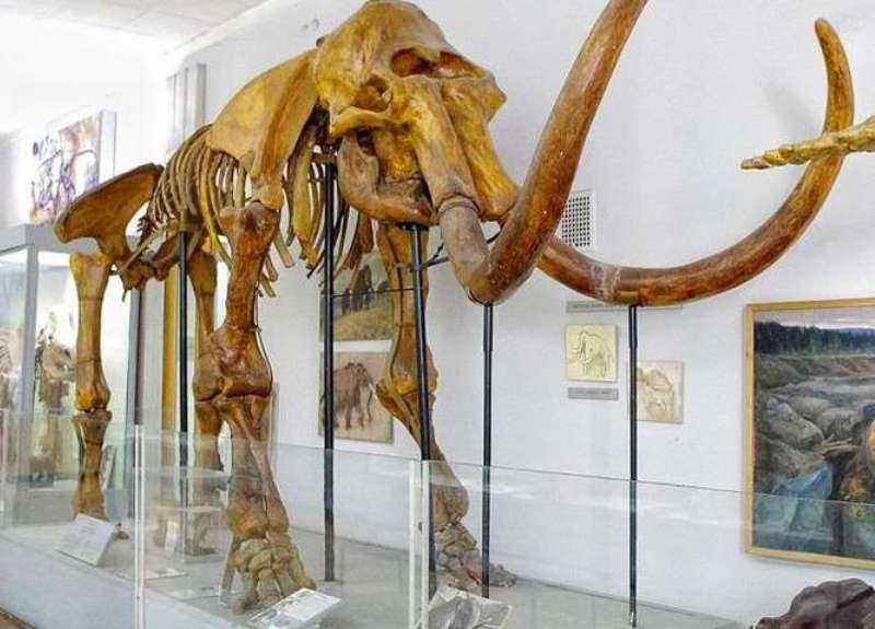 В музее дети увидят захватывающие следы древнего мира В музее дети увидят захватывающие следы древнего мира