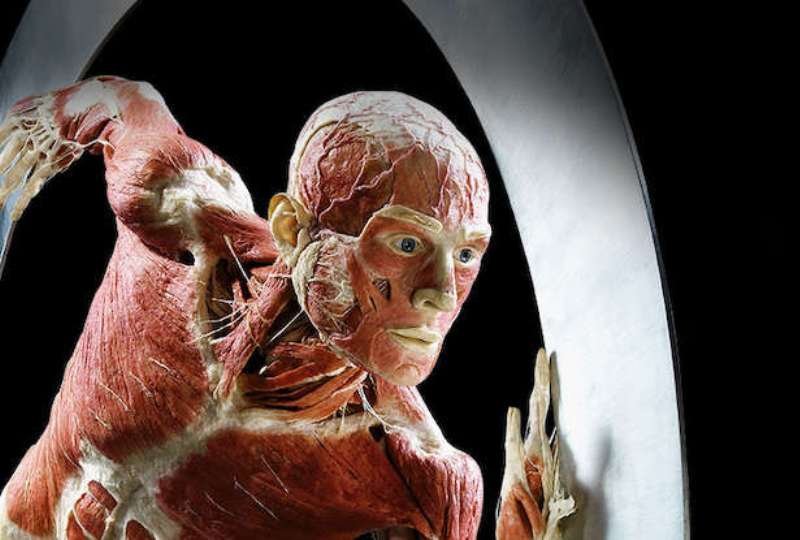 На выставке вы увидите как ваше тело выглядит изнутри На выставке вы увидите как ваше тело выглядит изнутри