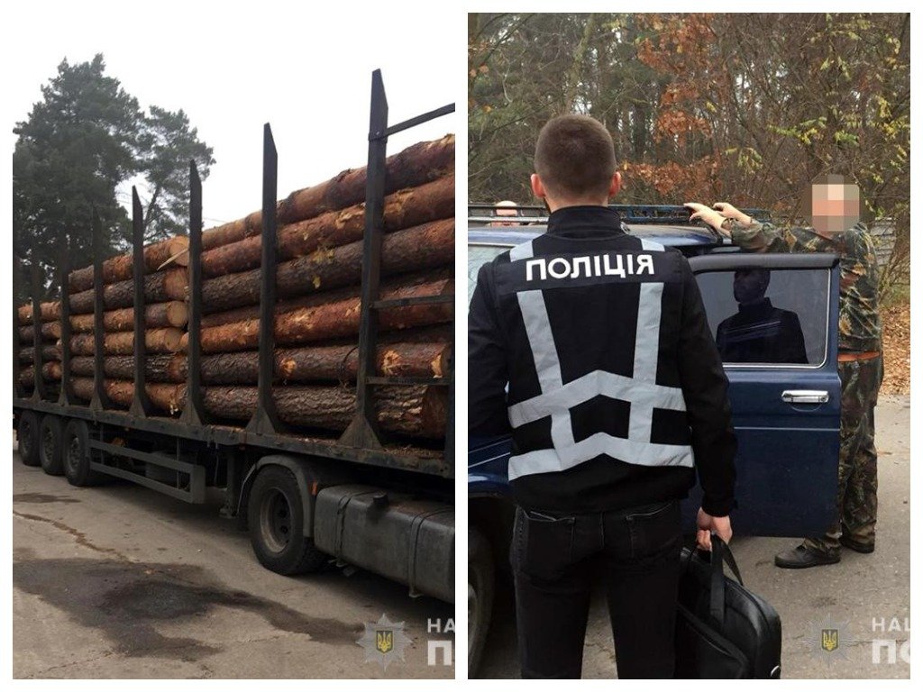 Лесник пытался продать государственный лес. Правоохранители задержали злоумышленника 