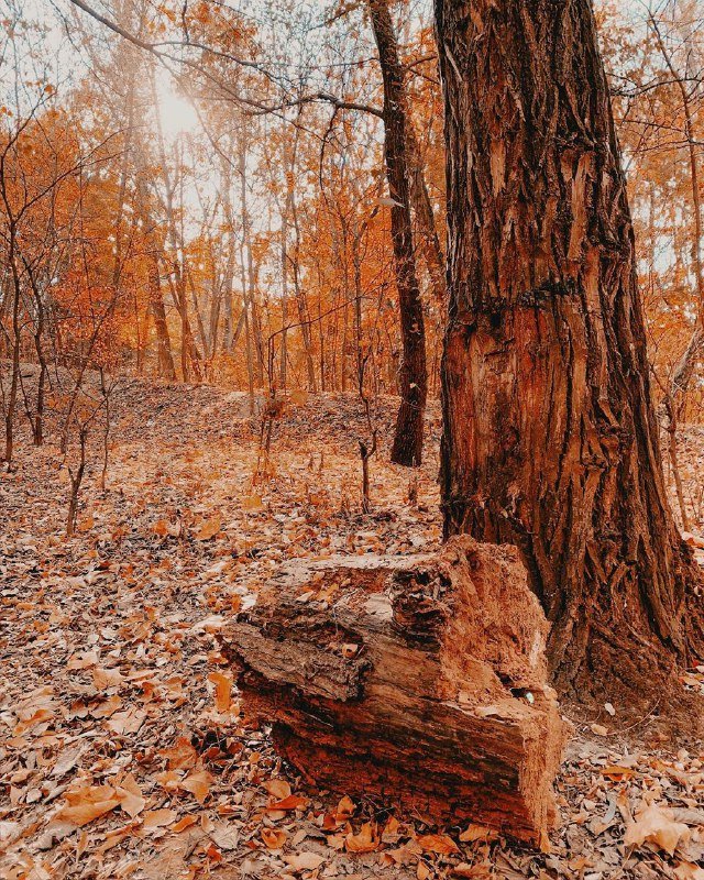 @_l.e.t.a_ сбежала от насыщенных будней в лес. И, как видим, не зря 