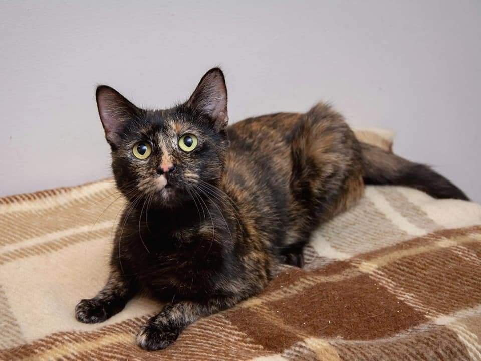 Пятнистая Муся надеется найти добрую семью Пятнистая Муся надеется найти добрую семью