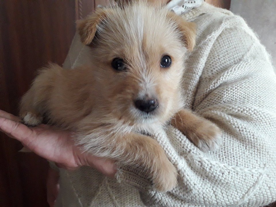 Крошечный пес Боня хочет к вам на ручки Крошечный пес Боня хочет к вам на ручки