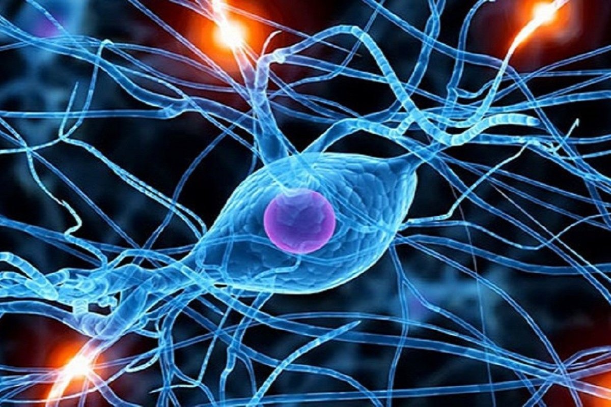 Много интересной информации о нейронауке