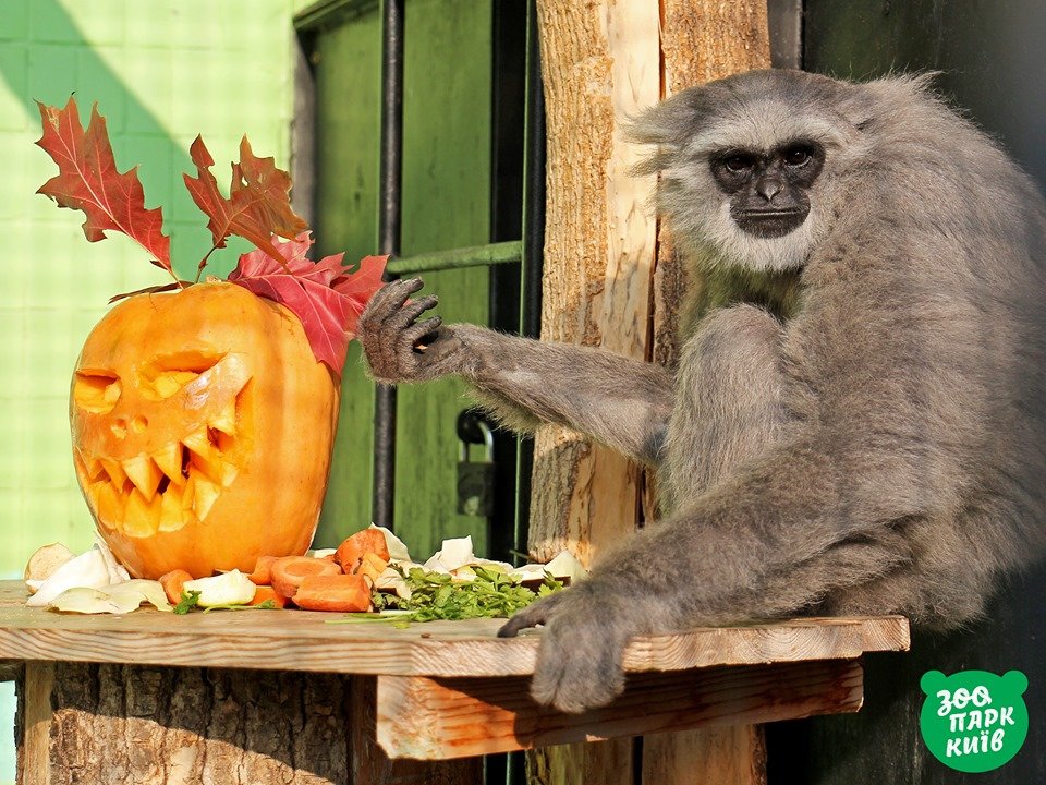 А этот примат очень фотогеничный А этот примат очень фотогеничный