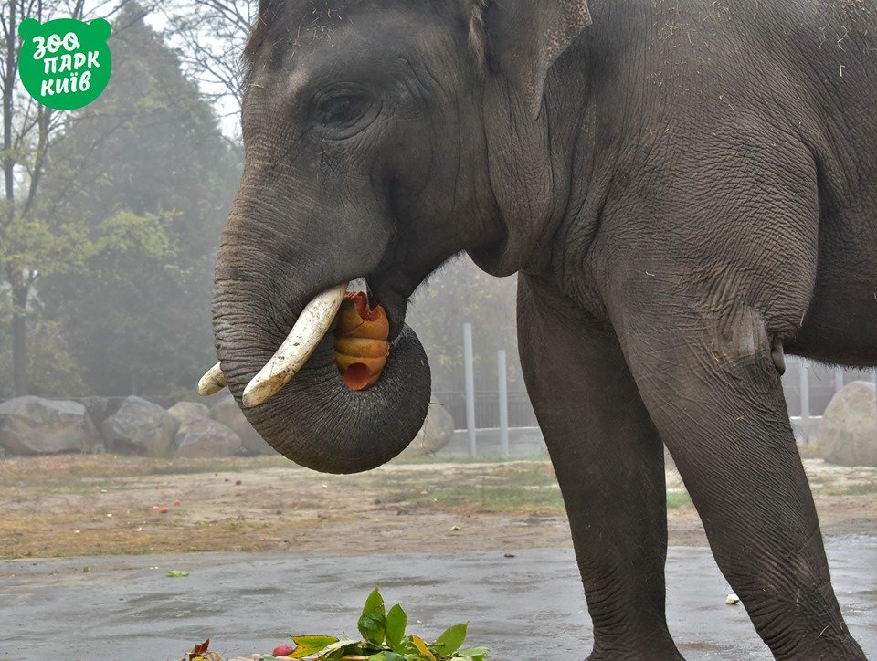Слонику одной тыквы будет маловаты Слонику одной тыквы будет маловаты
