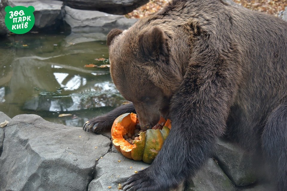 Медведю решили приготовить целое блюдо Медведю решили приготовить целое блюдо