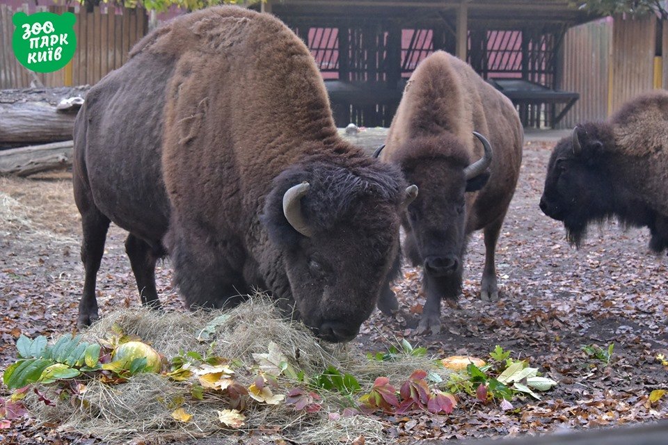 А зубры играли тыквами в футбол А зубры играли тыквами в футбол
