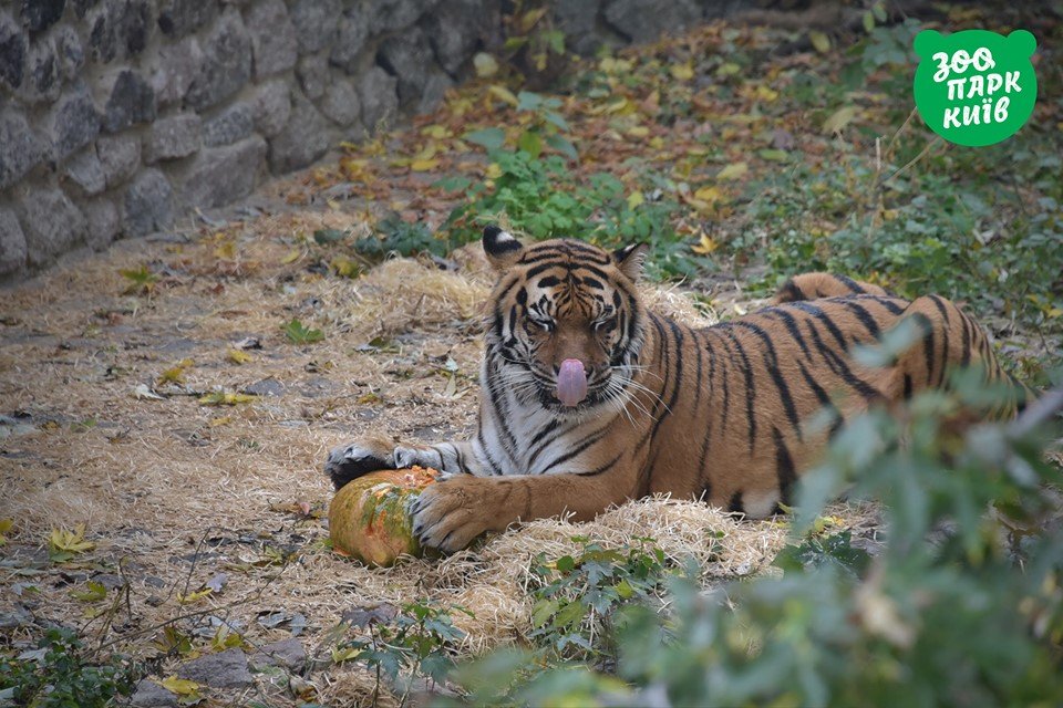 Даже хищники решили полакомиться тыквами Даже хищники решили полакомиться тыквами