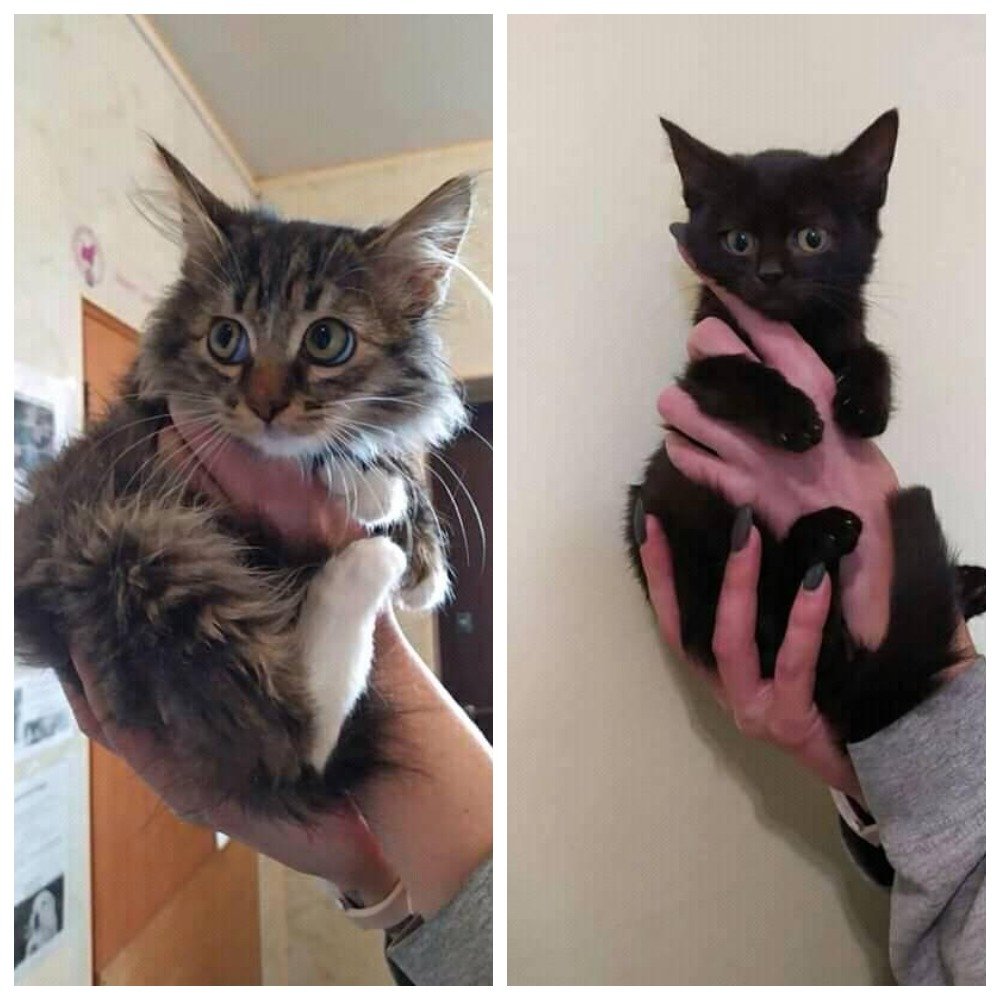 Подарите дом малышкам Бусе и Клео