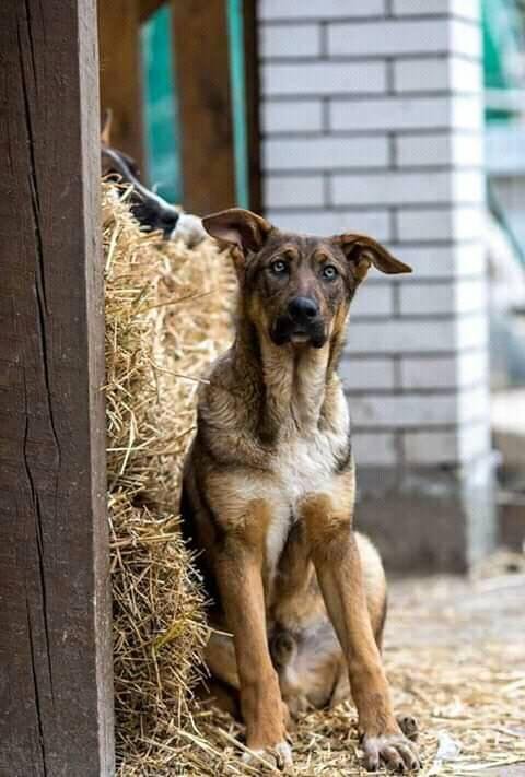 Добрыня - настоящий защитник