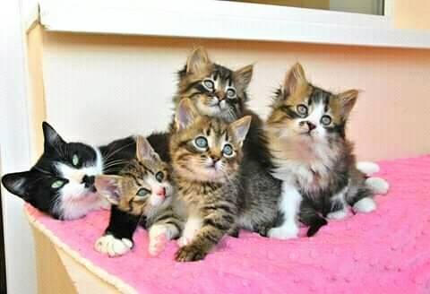 Этих малышей в прошлом домашняя кошка родила на улице