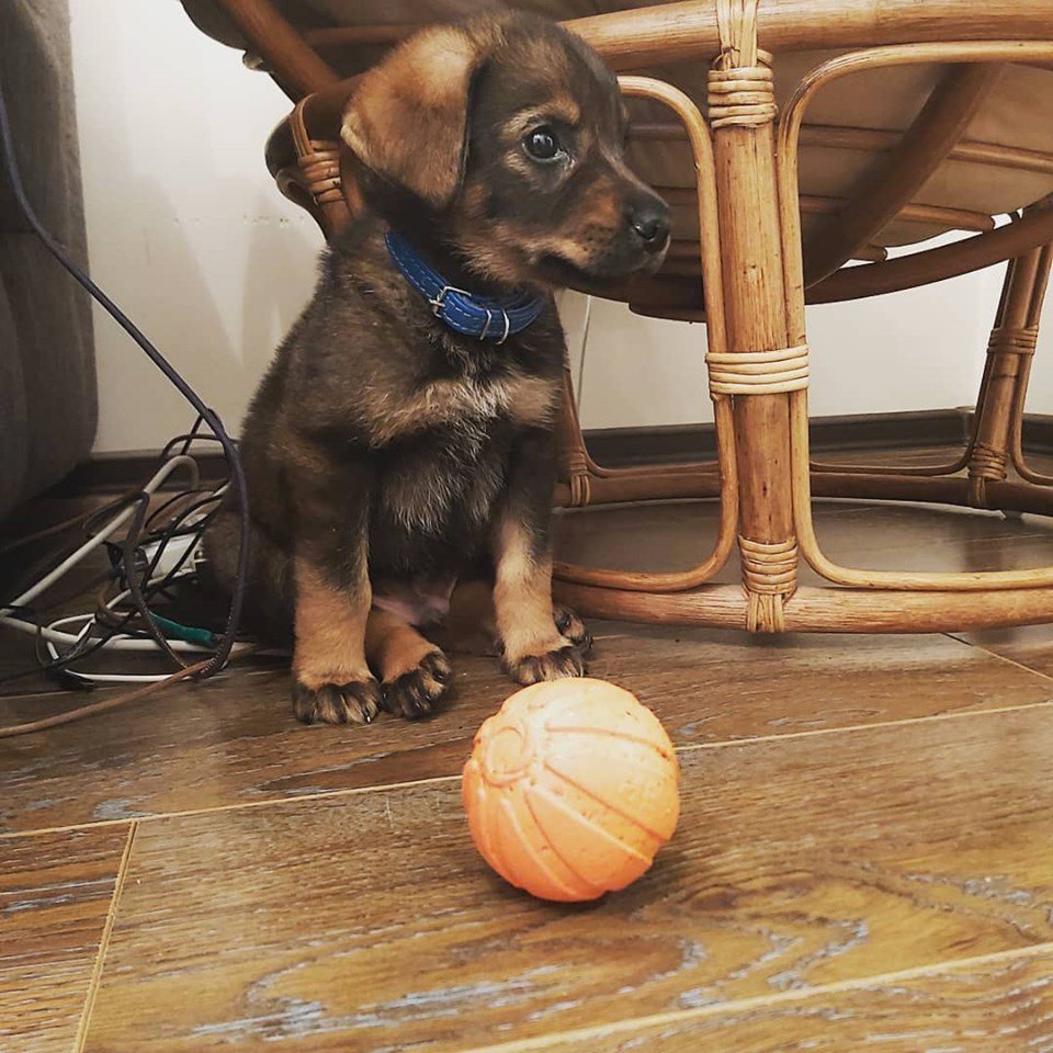 Этот малыш подарит вам настоящую любовь