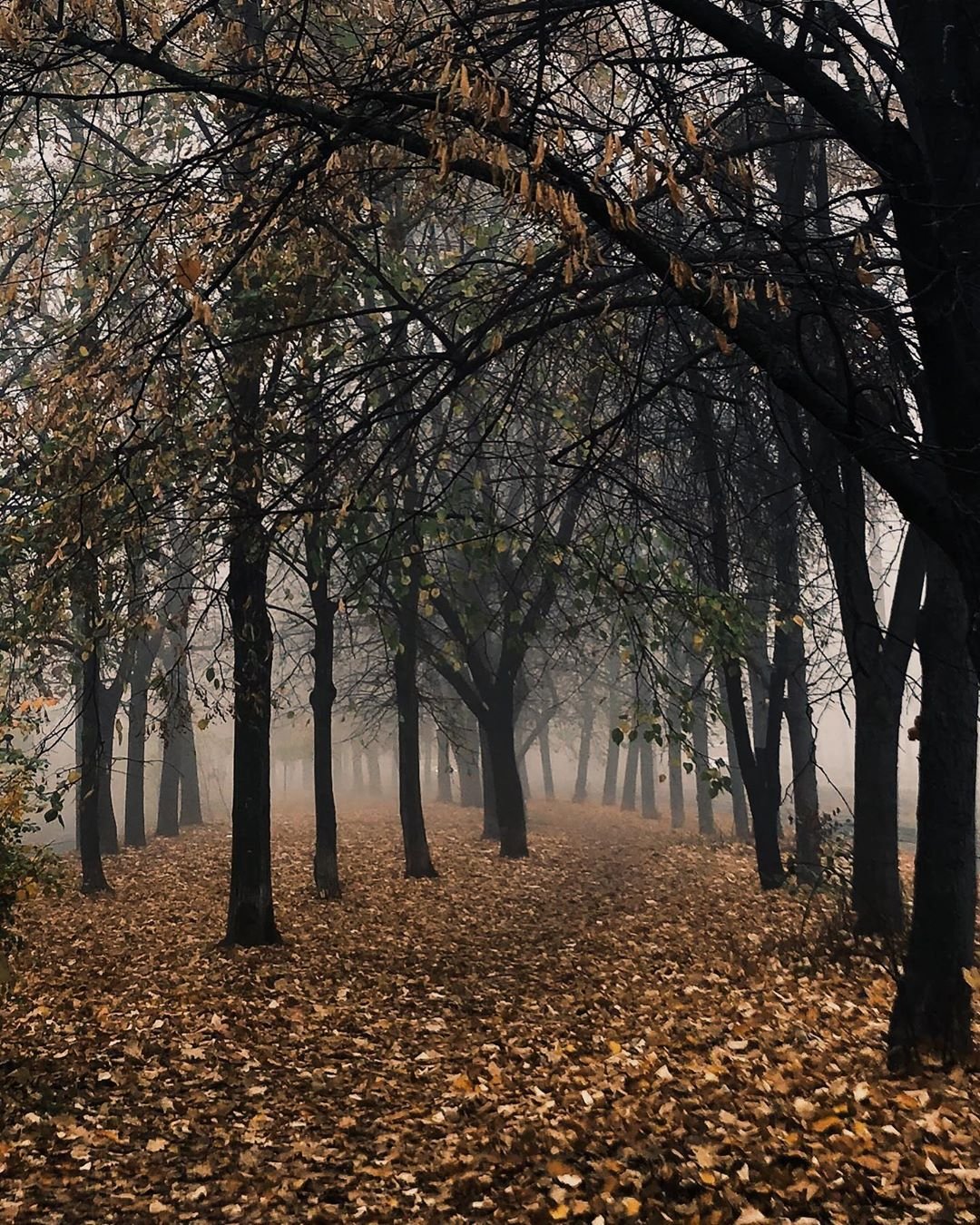 И снова максимально осеннее фото - парк, туман, опавшие листья. И все это - от @inna5sl