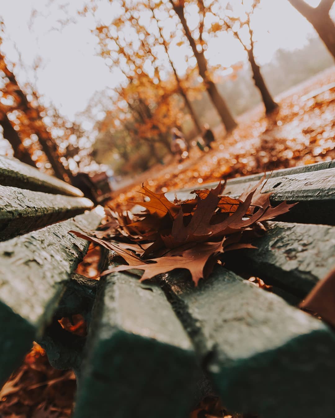 Вообще опавшие листья в осеннем парке - это настоящая классика декаданса. Фото - @maks_kalinichiy