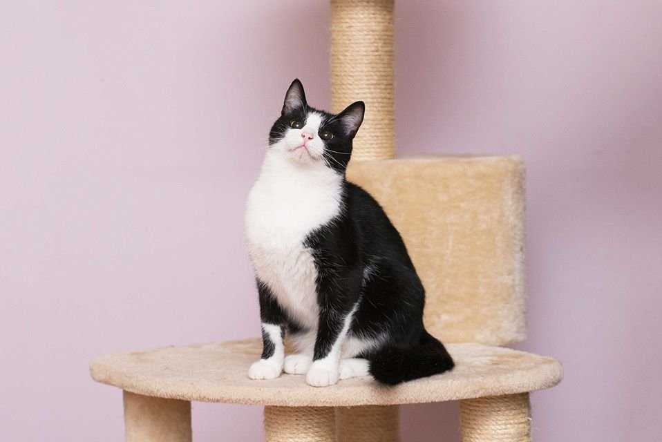 Оззи очень игривый и ласковый кот, который любит фотографироваться
