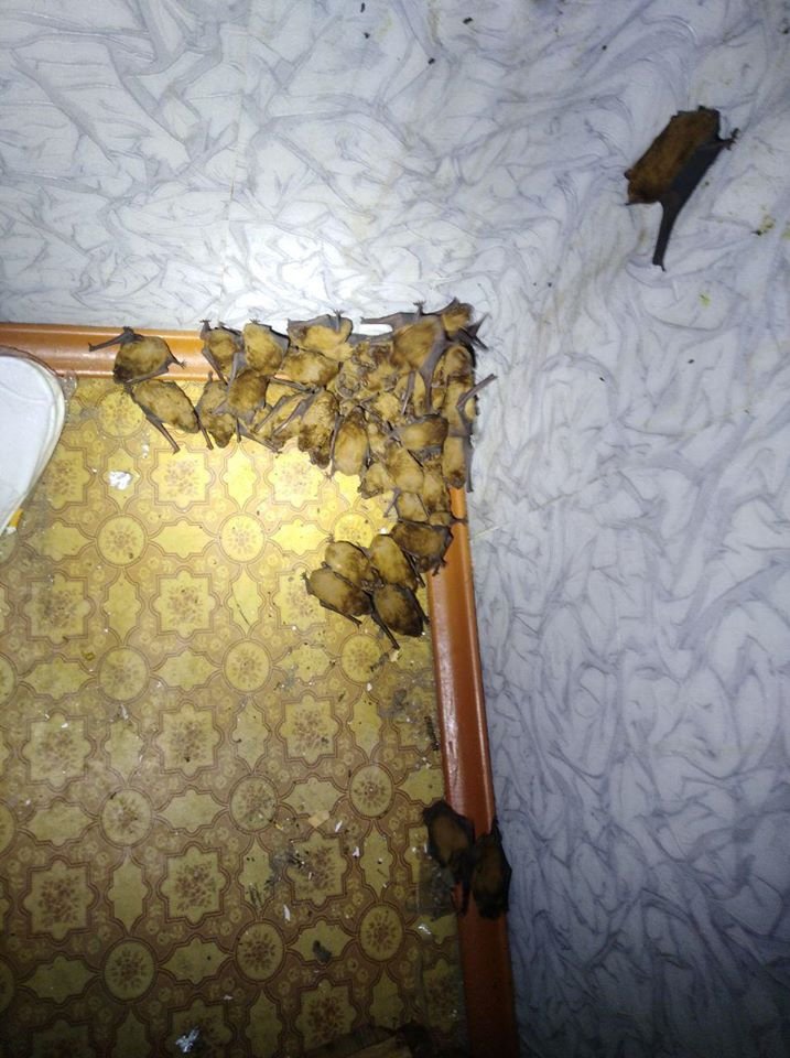 Увидев такое на своем балконе можно не на шутку испугаться 