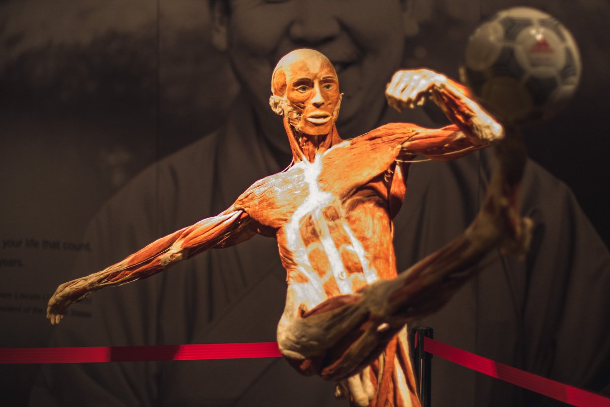 На выставке «Вселенная тела» – Body Worlds экспонируются подлинные человеческие тела
