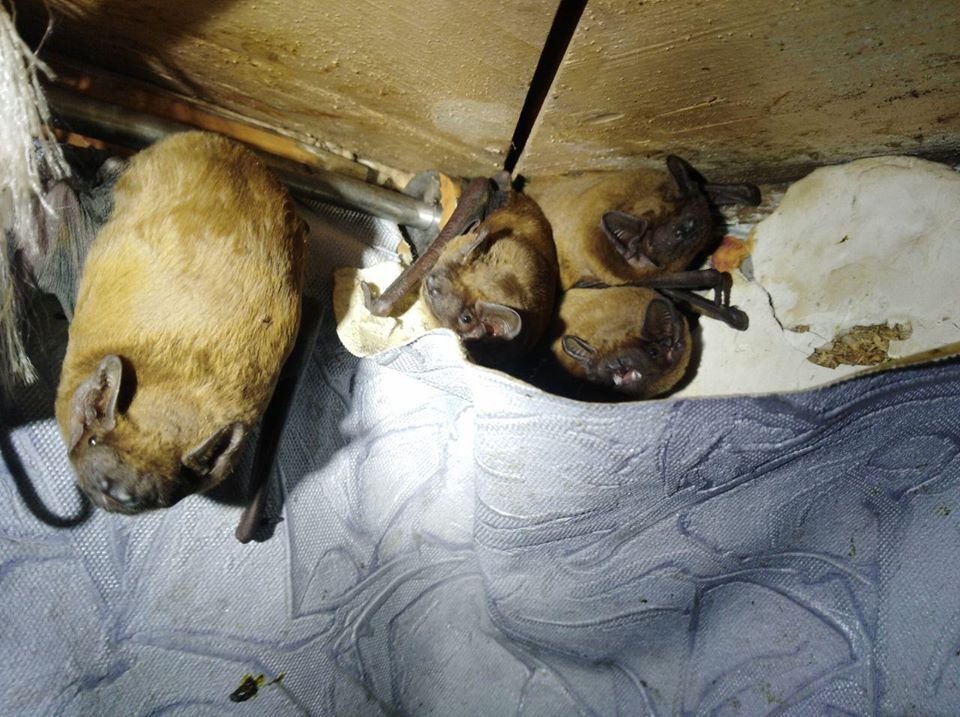 Увидев такое на своем балконе испугается каждый, но нужно понимать, что животным страшно не меньше, просто они сказать об этом не могут