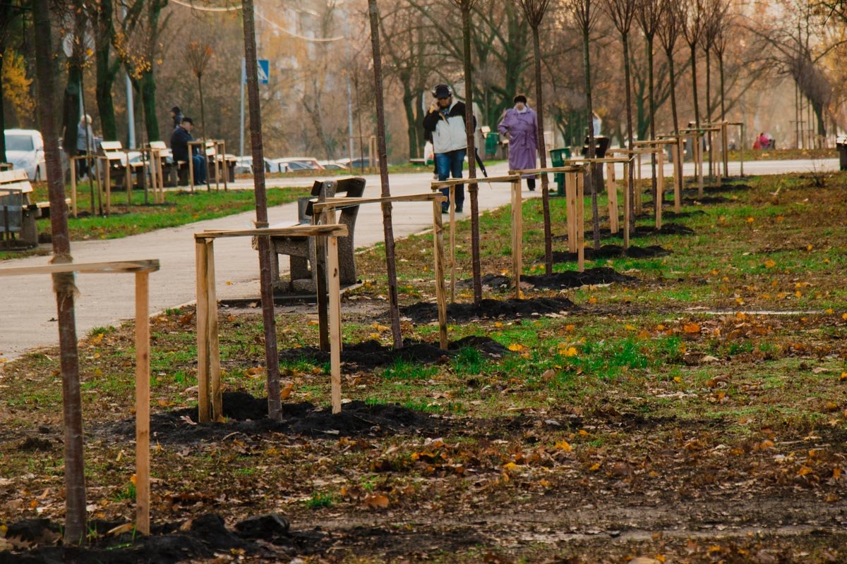 На бульваре Верховной Рады высадили 50 сакур На бульваре Верховной Рады высадили 50 сакур
