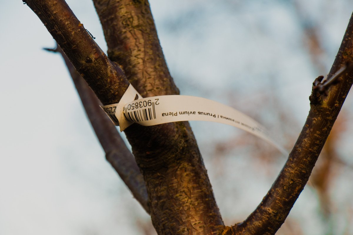 Сакуры расцветают в конце весны Сакуры расцветают в конце весны