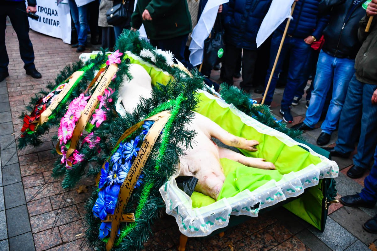 Под стены Верховной Рады митингующие также принесли гроб со свиньей - именно это ждет животноводство, уверены участники акции Под стены Верховной Рады митингующие также принесли гроб со свиньей - именно это ждет животноводство, уверены участники акции