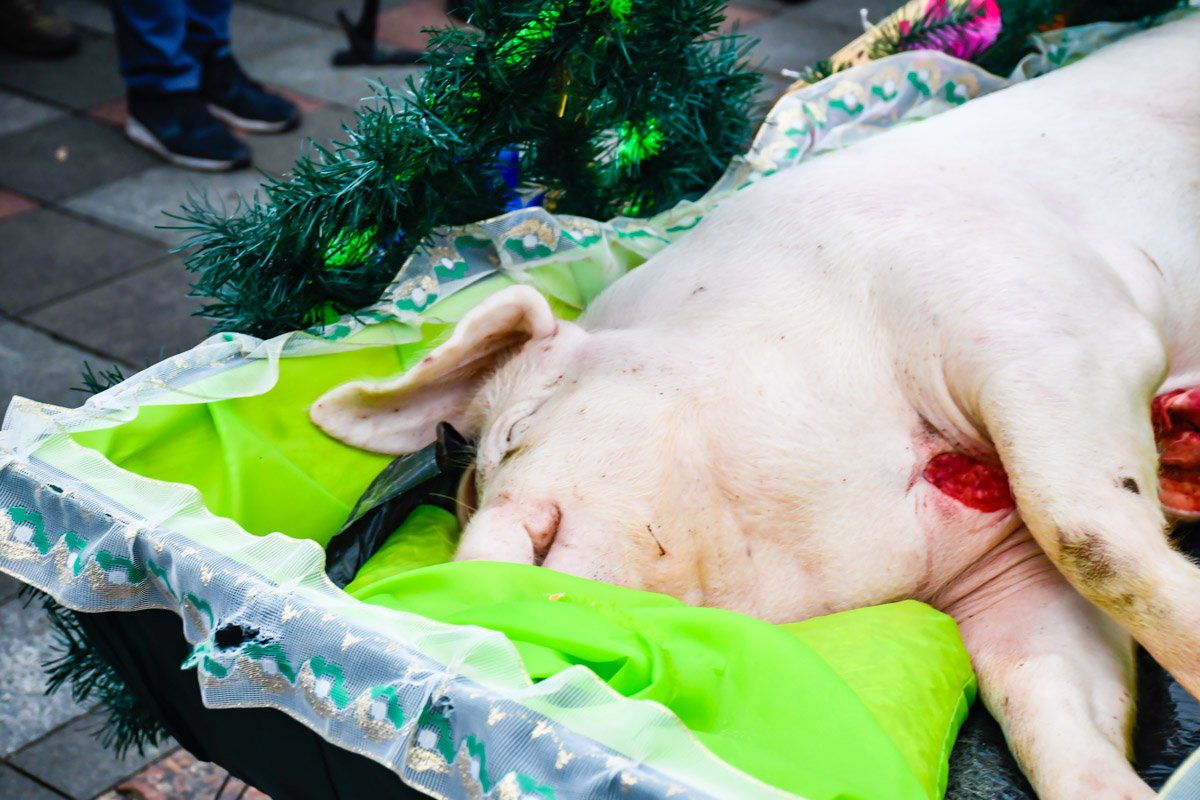 Свинья в гробу как символ того, что ждет украинский аграрный сектор по версии аграрного союза Свинья в гробу как символ того, что ждет украинский аграрный сектор по версии аграрного союза