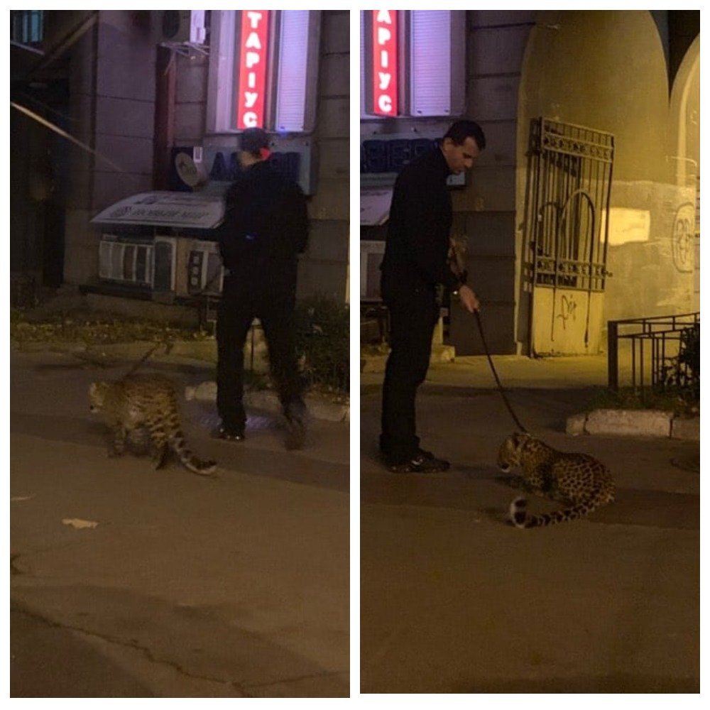 В центре Киева мужчина выгуливал леопарда