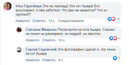 Но в комментариях под постом многие граждане пишут, что это никакой не леопард, а обычная домашняя кошка Ашера