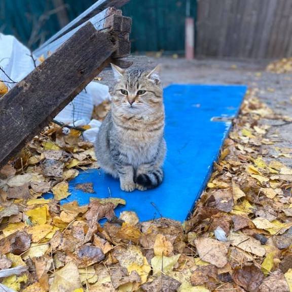 Этот котик совсем один и живет на стройке