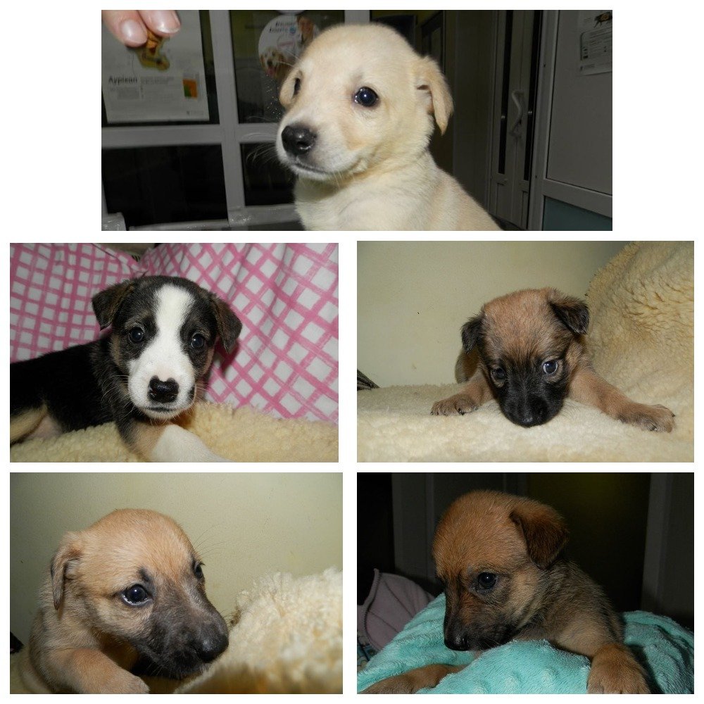 Эти пять малышек - сестрички, им всего один месяц