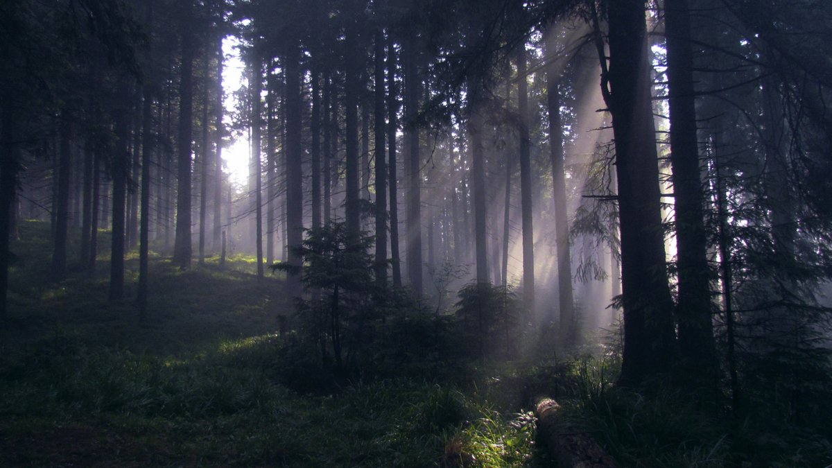 В Карпатах запретили вырубку лесов
