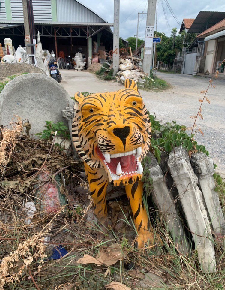 Таким Тайгера нашли на свалке в Таиланде Таким Тайгера нашли на свалке в Таиланде