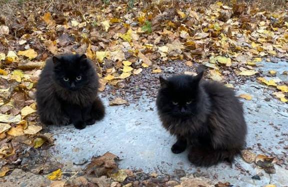 Чернушки могут замерзнуть на улице