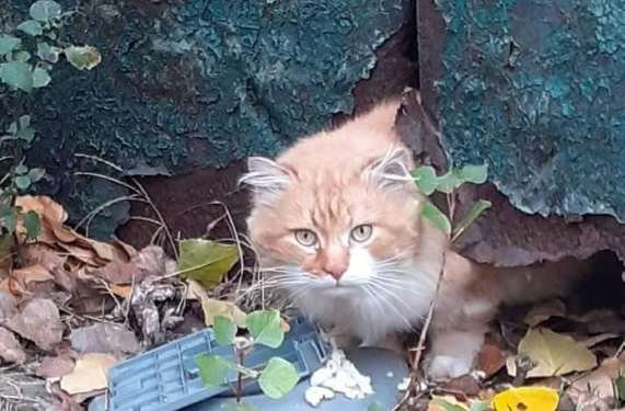 Этот домашний кот оказался на улице и прячется в гаражах
