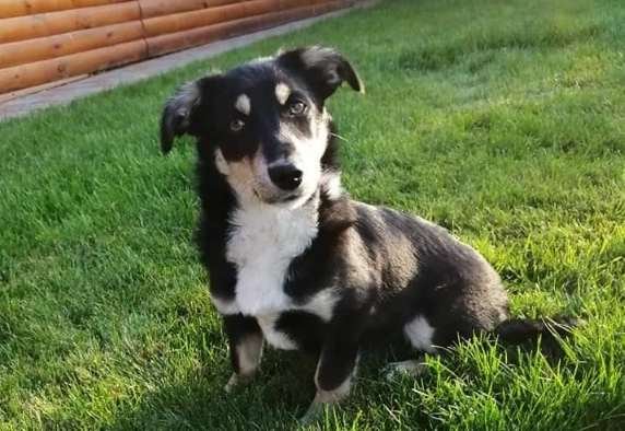 Джери очень ориентирован на человека, добрый и потешный мальчишка