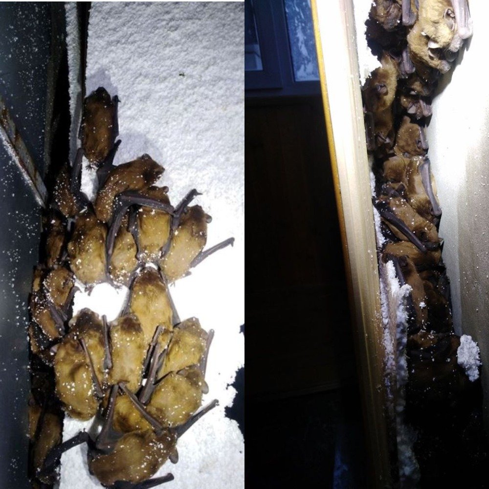 Целая колония мышек выбрала для себя неудачное место для спячки Целая колония мышек выбрала для себя неудачное место для спячки