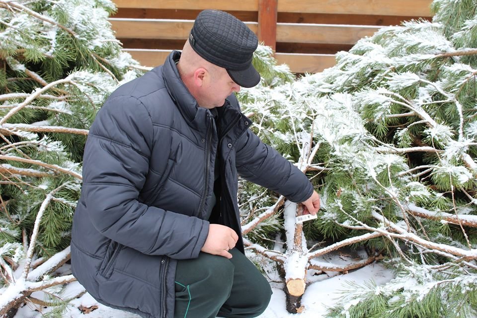 Сколько деревьев нужно, чтобы построить главную елку страны и откуда везут 1